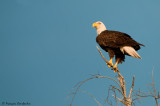 Pygargue  tte blanche --Bald Eagle