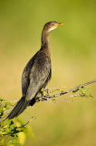 Cormoran dAfrique -- African cormoran