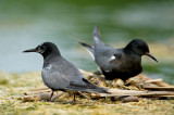 Guifettes noires  -- Black Tern
