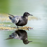 Guifette noire  -- Black Tern