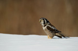 Chouette pervire -- Northern Hawk-Owl