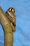 Chouette pervire -- Northern Hawk-Owl