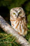 Petite nyctale -- Northern Saw-whet Owl