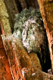 Petit-duc macul -- Eastern Screech Owl, gray morph