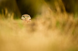 Chevche des terriers -- Burrowing Owl