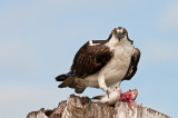 Balbuzard Pcheur -- Osprey