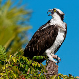 Balbuzard Pcheur -- Osprey