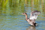 Grbe  bec bigarr  -- Pied-billed Grebe