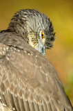 Bihoreau violac, juvnile  -- Yellow-crowned Night Heron, juvenile