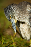 Bihoreau violacé, juvénile -- Yellow-crowned Night Heron, juvenile