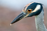 Bihoreau violac -- Yellow-crowned Night Heron