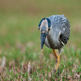 Bihoreau violac -- Yellow-crowned Night Heron