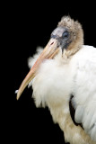 Tantale dAmrique -- Wood Stork