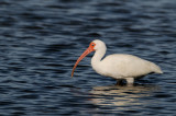 Ibis blanc -- American White Ibis