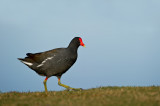 Gallinule poule deau, mle -- Common Moorhen, male