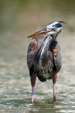 Grand hron -- Great Blue Heron