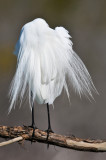 Grande aigrette -- Great Egret