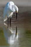 Aigrette neigeuse -- Snowy Egret