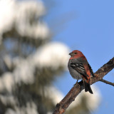 Durbec des sapins, mâle -- Pine Grosbeak, male