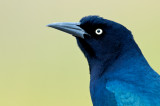 Quiscale des marais, mâle -- Boat-tailed Grackle, male
