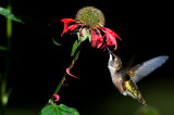 Colibri  gorge rubis -- Ruby-throated Hummingbird