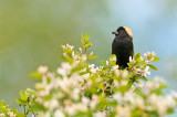 Goglu des prés, mâle -- Bobolink, male