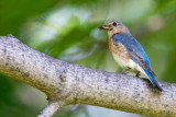 Merlebleu de l'Est -- Eastern Bluebird