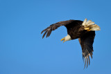 Pygargue  tte blanche --Bald Eagle