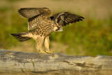 Faucon plerin, juvnile -- Peregrine falcon, juvenile
