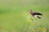 Milan des marais -- Snail kite