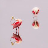 Spatules roses -- Roseate Spoonbill