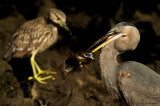 Grand hron et bihoreau violac juvnile -- Great Blue Heron and Yellow-crowned Night-Heron juvenile