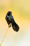 Quiscale des marais, mâle -- Boat-tailed Grackle, male
