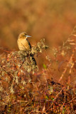 Quiscale des marais, femelle -- Boat-tailed Grackle, female