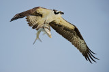 Balbuzard pcheur -- Osprey