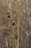 Pygargues  tte blanche --Bald Eagle