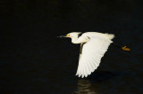 Aigrette neigeuse -- Snowy Egret