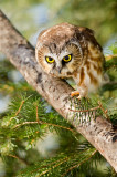 Petite nyctale -- Northern Saw-whet Owl