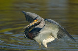 Aigrette tricolore -- Tricolored Heron