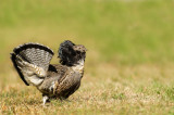 Glinotte huppe -- Ruffed Grouse