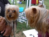 Nashville Dog Day Festival