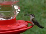 Hummingbird