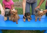 Nashville Yorkie Meetup