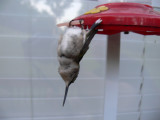 Sleeping Hummingbird