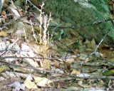 parasite on beech tree root.jpg