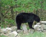 momma bear on wall 1050.jpg