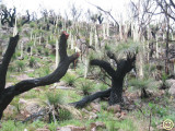 photos 223 Grass trees beside the Barry Way.jpg