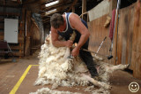 DSC_7550 Shear Outback, Hay NSW.jpg