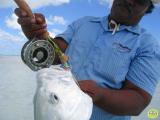 christmas island trevally