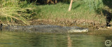 DSC_8933 Ord river crocodile 3 metres plus.jpg